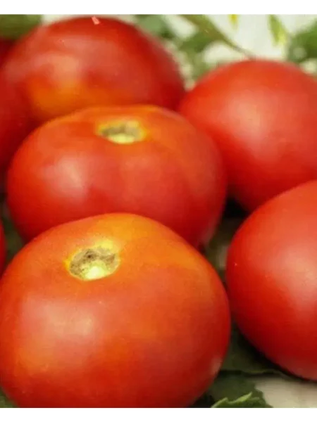 solyaris-main-175669