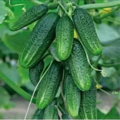 sosedu-na-zavist-main-196319