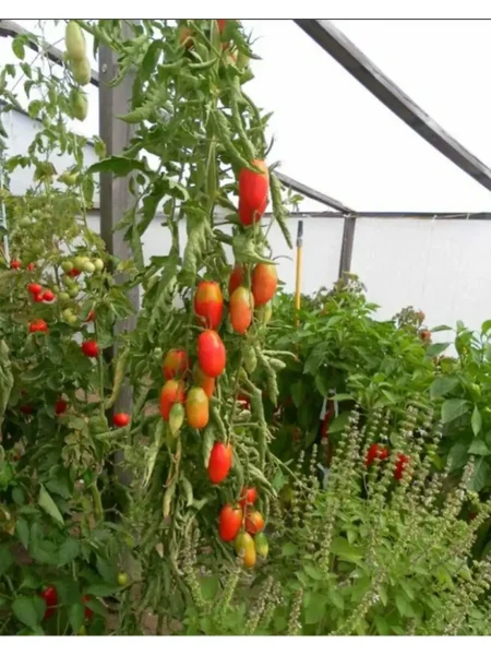 sosulka-rozovaya-3-172620