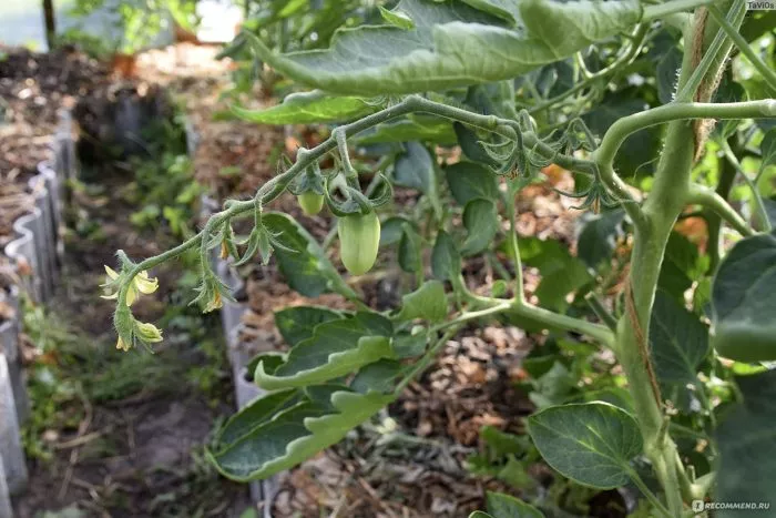 sosulka-rozovaya-5-172620