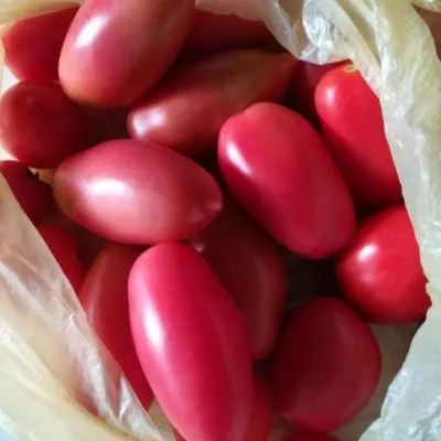 sosulka-rozovaya-7-172620