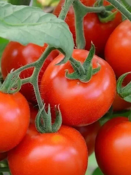 sprinter-main-176044