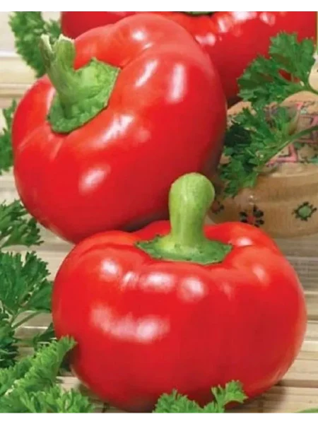 sprinter-main-185484