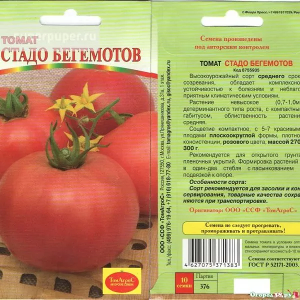 stado-begemotov-1-175783