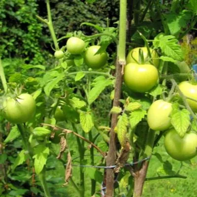 stado-begemotov-4-175783