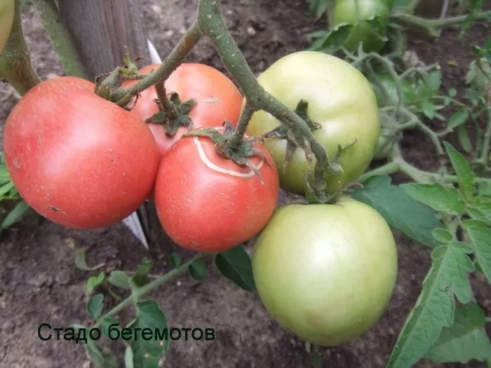 stado-begemotov-main-175783