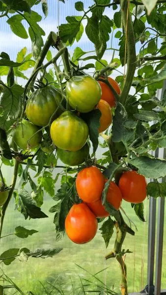 staromodnyy-koshelek-main-170767