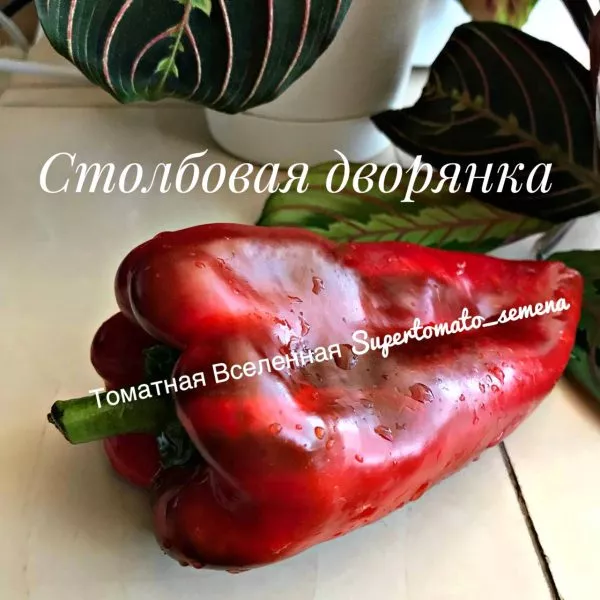 stolbovaya-dvoryanka-2-187365