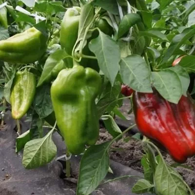 stolbovaya-dvoryanka-4-187365