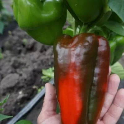 stolbovaya-dvoryanka-5-187365