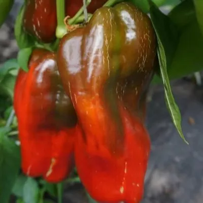 stolbovaya-dvoryanka-6-187365