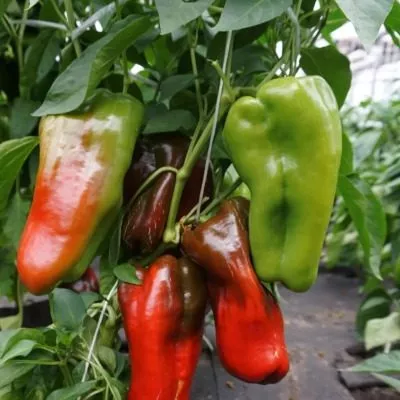 stolbovaya-dvoryanka-7-187365