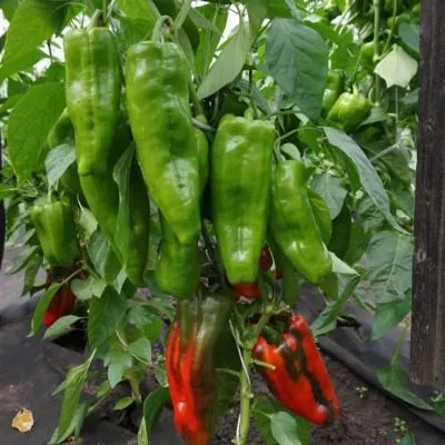 stolbovaya-dvoryanka-8-187365