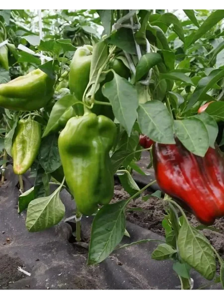 stolbovaya-dvoryanka-main-187365