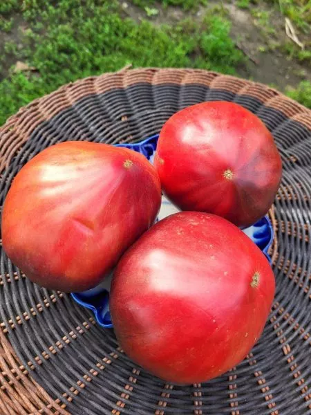 strastnoe-serdtse-entoni-2-175549