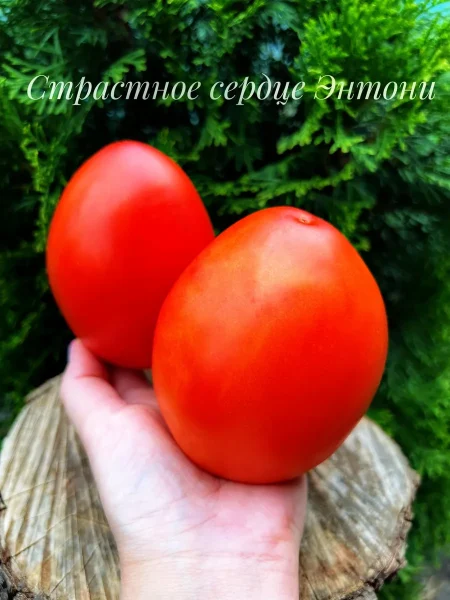 strastnoe-serdtse-entoni-4-175549