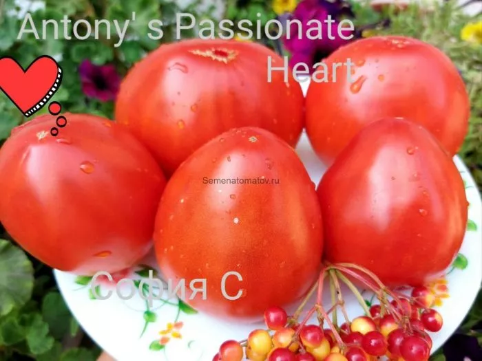 strastnoe-serdtse-entoni-5-175549