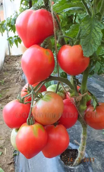 strastnoe-serdtse-entoni-7-175549