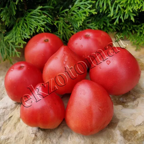 strastnoe-serdtse-entoni-9-175549