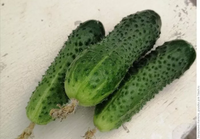 superhrust-main-192544