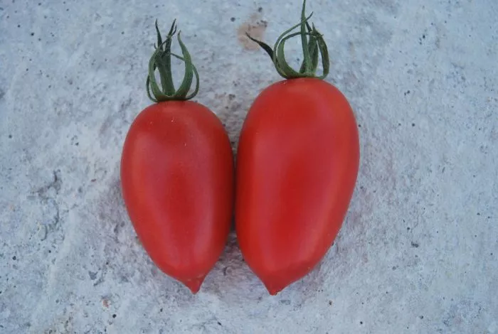 superperets-4-175343