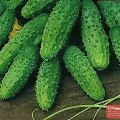 svetlyachok-5-199579