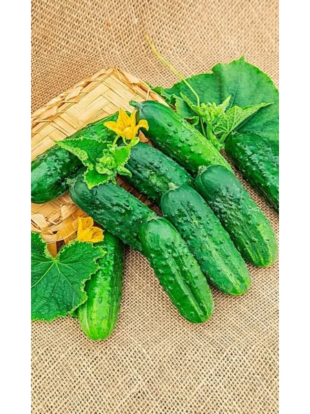 svetlyachok-main-199579