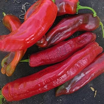 svit-poynt-12-179492