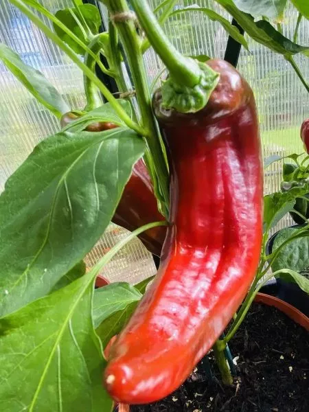 svit-poynt-main-179492