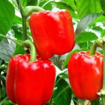 tolstyy-barin-4-183518