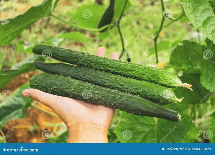 tri-kitaytsa-4-198335