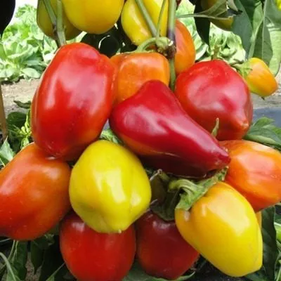 tri-mushketera-smes-sortov-main-180073