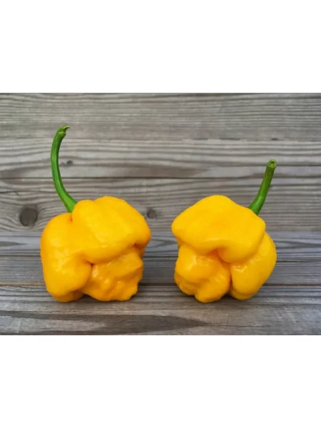 trinidad-skorpion-zheltyy-10-180548