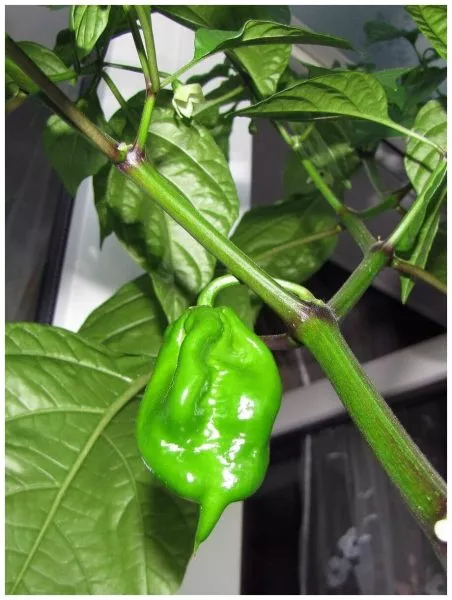 trinidad-skorpion-zheltyy-11-180548