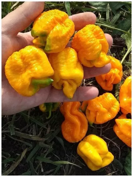 trinidad-skorpion-zheltyy-12-180548