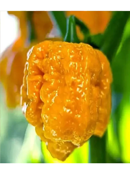 trinidad-skorpion-zheltyy-2-180548