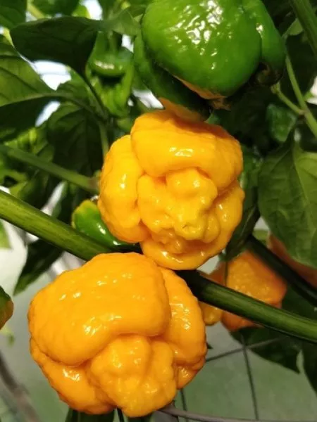 trinidad-skorpion-zheltyy-5-180548