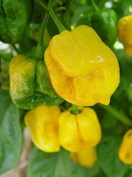 trinidad-skorpion-zheltyy-7-180548