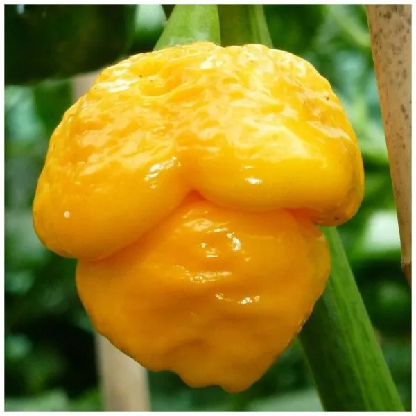 trinidad-skorpion-zheltyy-8-180548