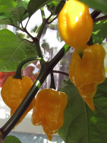 trinidad-skorpion-zheltyy-9-180548