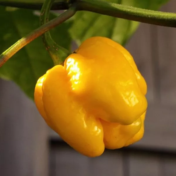 trinidad-skorpion-zheltyy-main-180548