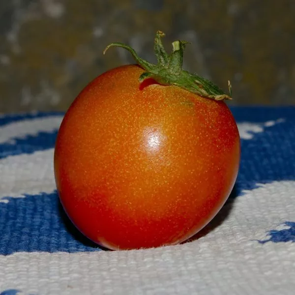 triumf-21-main-170396