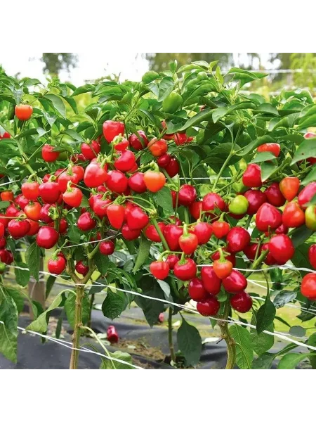 tryufelek-krasnyy-1-190433