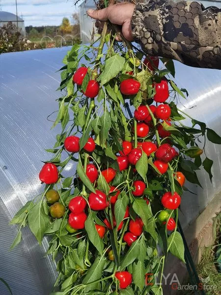 tryufelek-krasnyy-3-190433