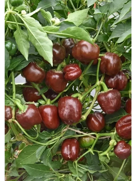 tryufelek-krasnyy-main-190433