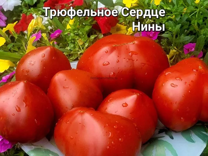 tryufelnoe-serdtse-niny-2-175836