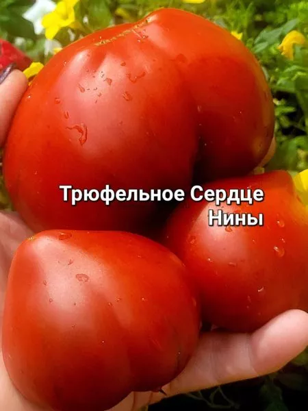 tryufelnoe-serdtse-niny-5-175836