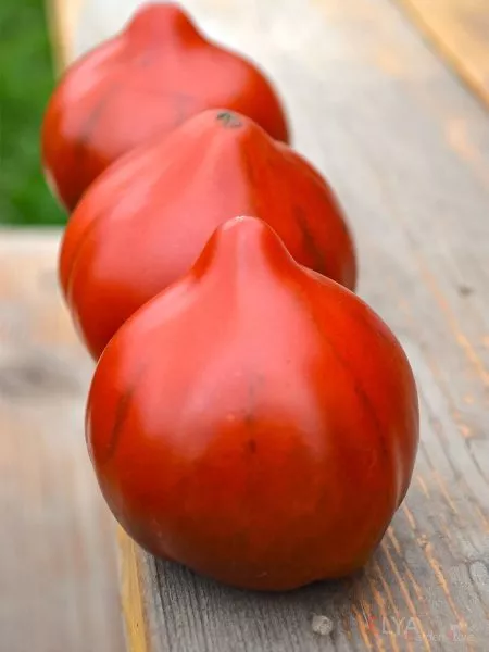 tryufelnoe-serdtse-niny-6-175836