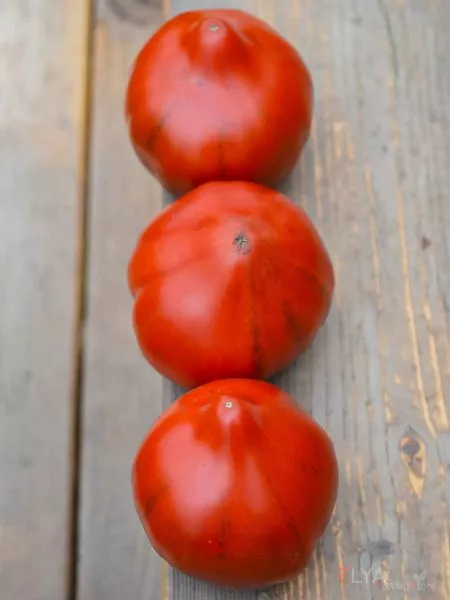 tryufelnoe-serdtse-niny-8-175836