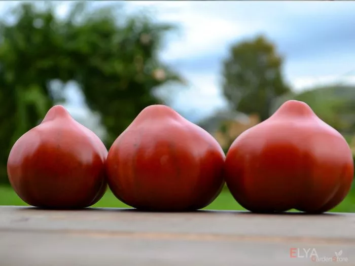 tryufelnoe-serdtse-niny-9-175836